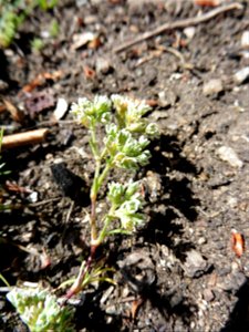 Scleranthus perennis L., 1753 photo