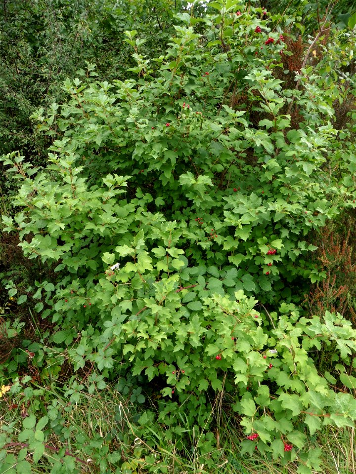 Viburnum opulus L., 1753