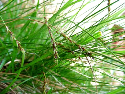 Carex brachystachys Schrank, 1789