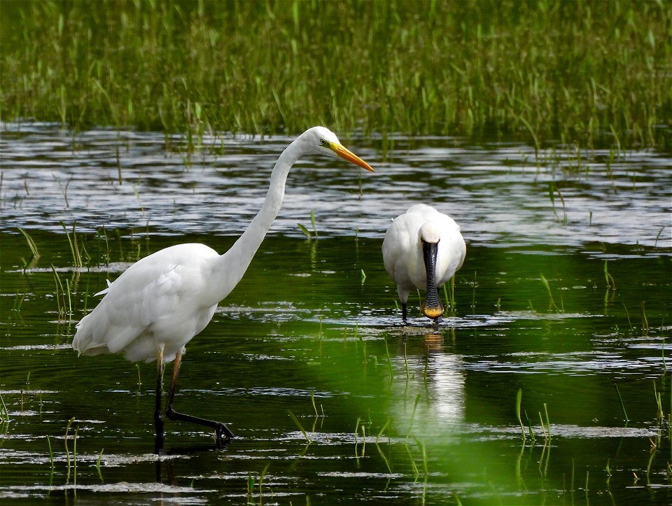 Zilverreiger en lepelaar