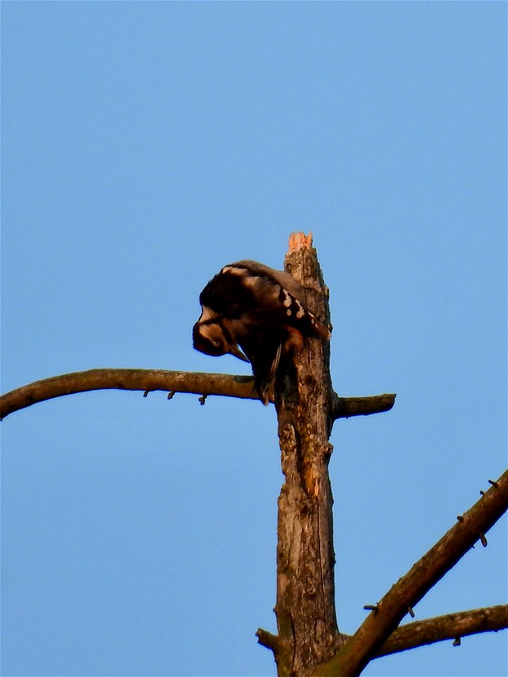 Grote bonte specht