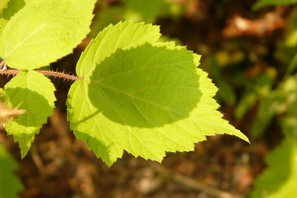 Leaves green shadow play