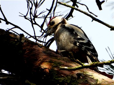 Jonge grote bonte specht