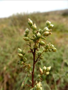 Artemisia campestris subsp. maritima (DC.) Arcang., 1882