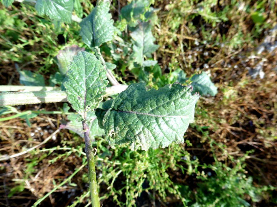 Hirschfeldia incana (L.) Lagr.-Foss., 1847