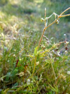 Spergula arvensis L., 1753