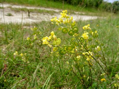 Biscutella guillonii Jord., 1864