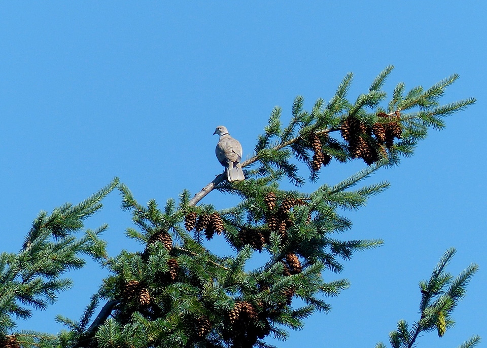 Birds blue sky flora