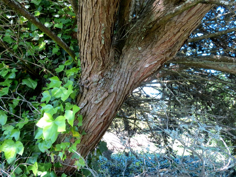Cupressus macrocarpa Hartw., 1847