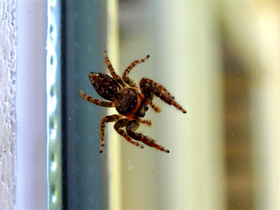 Schorsmarpissa