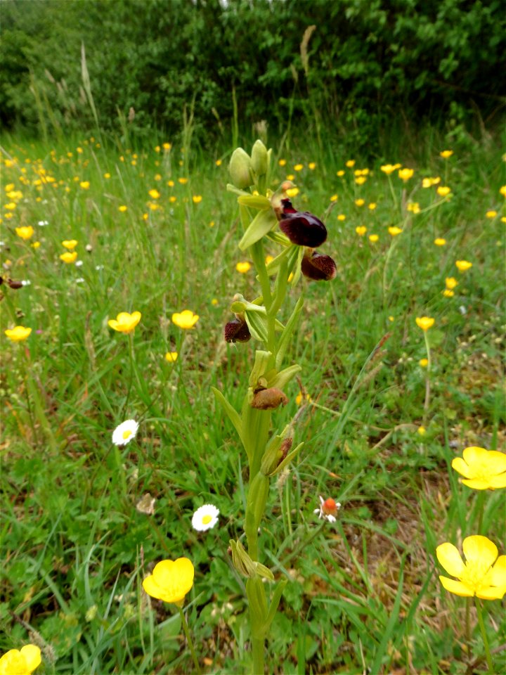 Ophrys passionis Sennen, 1926