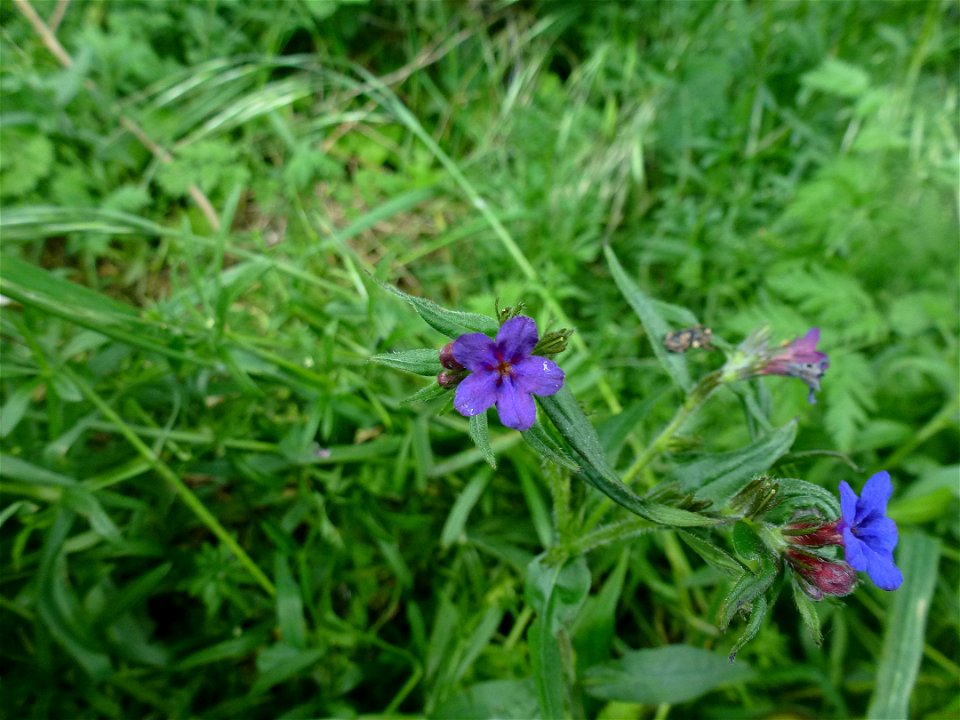 Aegonychon purpurocaeruleum (L.) Holub, 1973