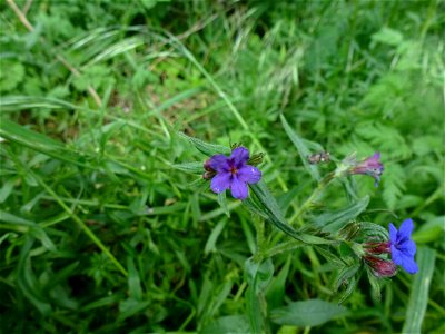 Aegonychon purpurocaeruleum (L.) Holub, 1973
