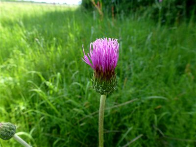 Cirsium tuberosum (L.) All., 1785