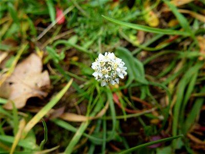 Teesdalia nudicaulis (L.) W.T.Aiton, 1812