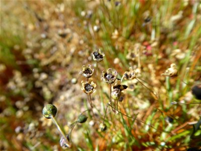 Spergula morisonii Boreau, 1847
