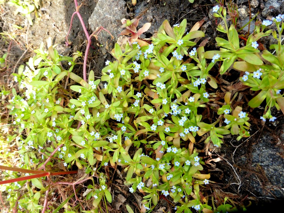 Myosotis sicula Guss., 1843