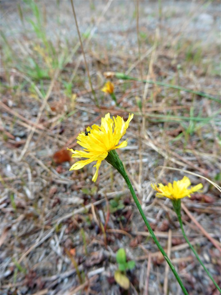 Scorzoneroides autumnalis (L.) Moench, 1794