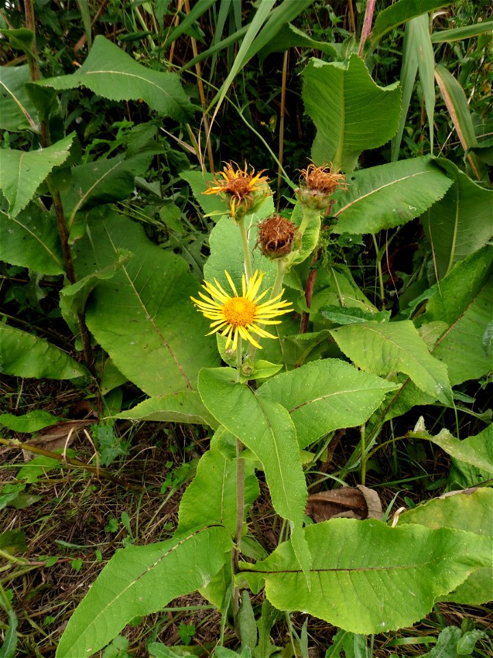 Inula helenium L., 1753