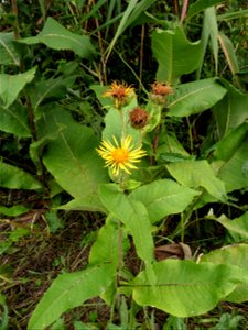 Inula helenium L., 1753