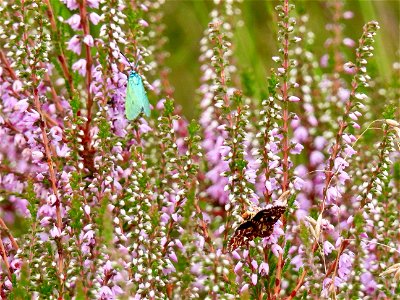 Metaalvlinder en roodbont heide-uiltje