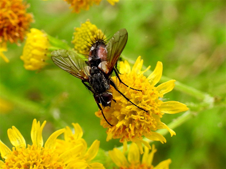 Eriothrix rufomaculata (sluipvlieg)