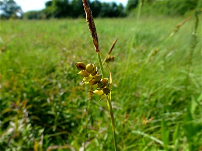 Carex panicea L., 1753