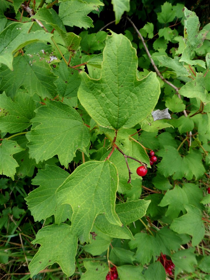 Viburnum opulus L., 1753