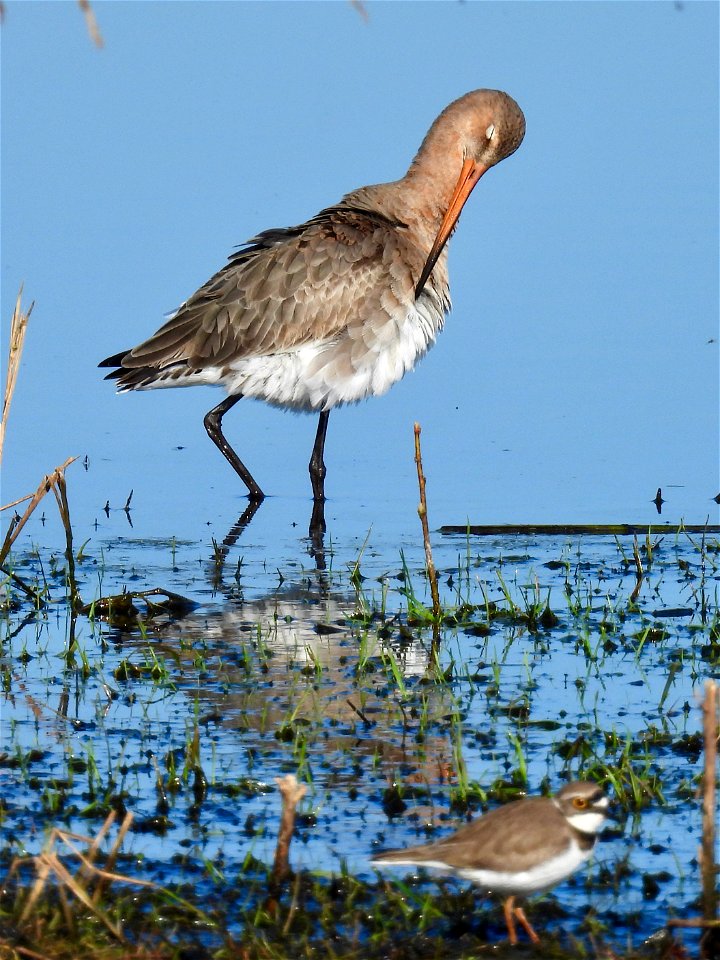 Grutto en kleine plevier