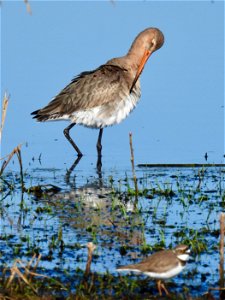 Grutto en kleine plevier