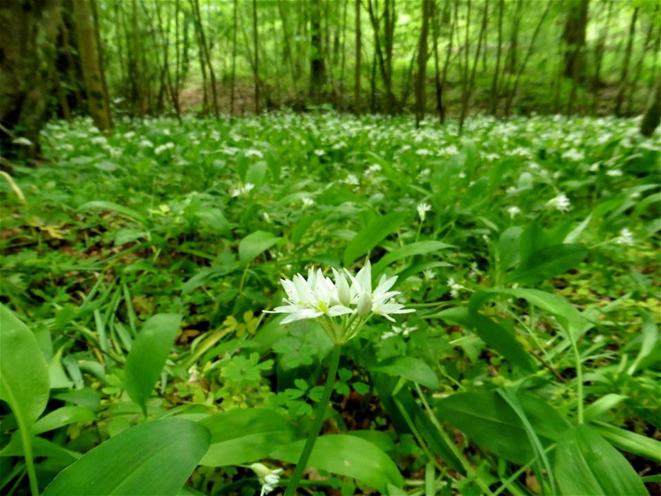 Allium ursinum L., 1753