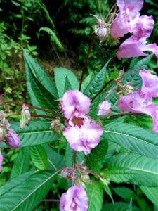 Impatiens glandulifera Royle, 1833