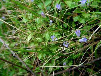 Wahlenbergia hederacea (L.) Rchb., 1827