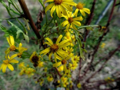 Jacobaea vulgaris Gaertn., 1791