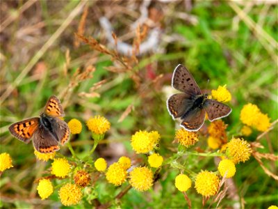 Kleine en bruine vuurvlinder