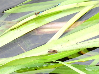 Grote roodoogjuffer en ingesnoerde waterzweefvlieg