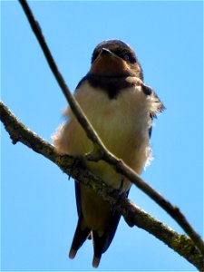 Jonge boerenzwaluw photo