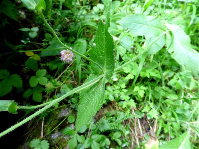 Knautia dipsacifolia (Host) Kreutzer, 1840