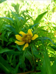 Bidens cernua L., 1753