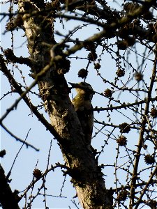 Grote bonte specht