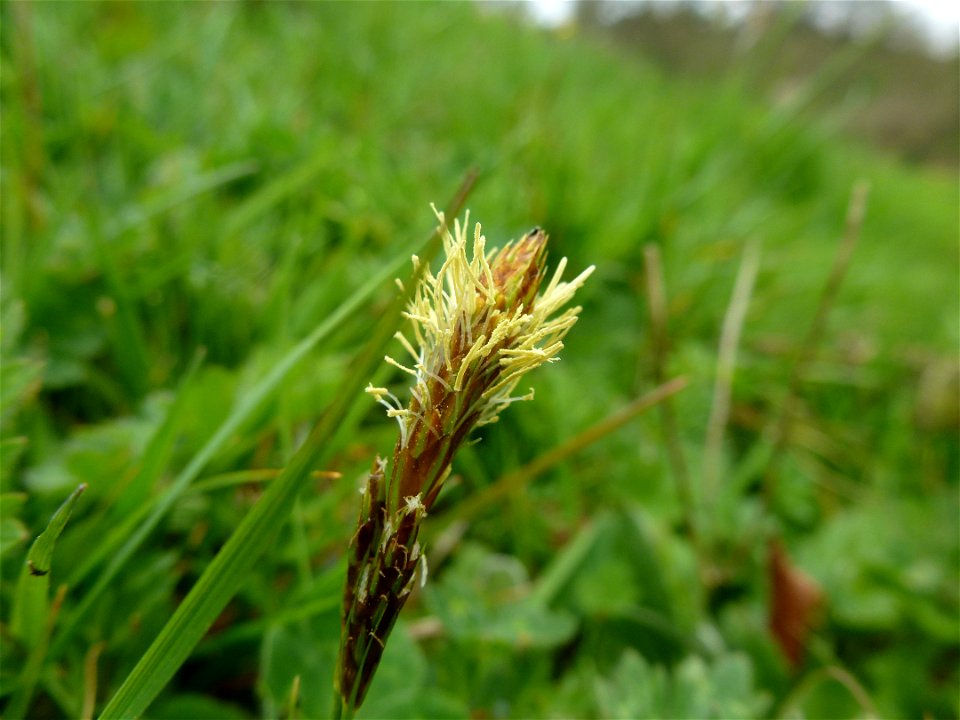Carex caryophyllea Latourr., 1785