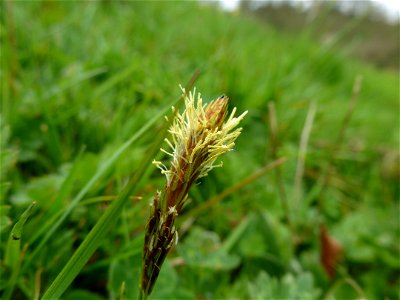 Carex caryophyllea Latourr., 1785