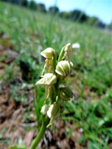 Orchis anthropophora (L.) All., 1785