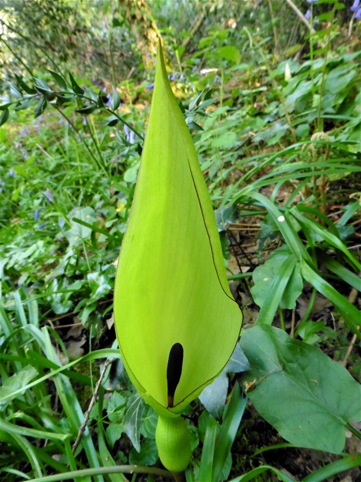 Arum maculatum L., 1753