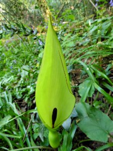 Arum maculatum L., 1753