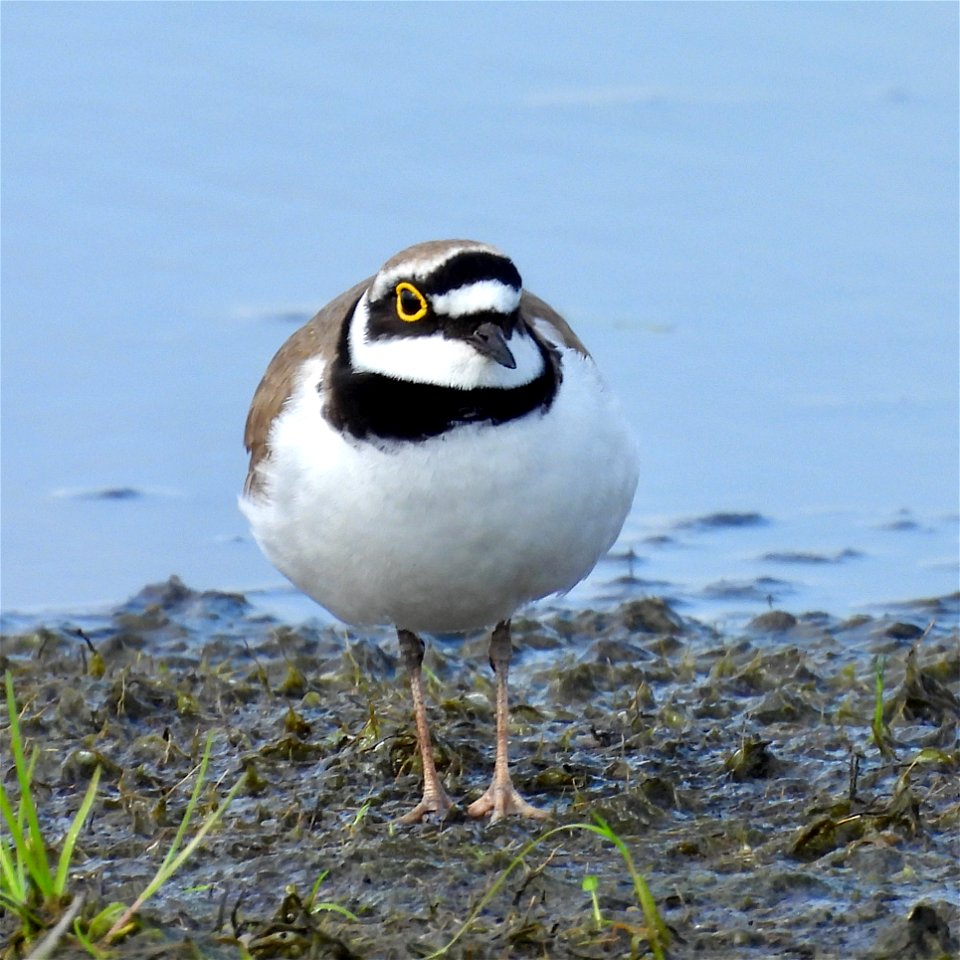Kleine plevier