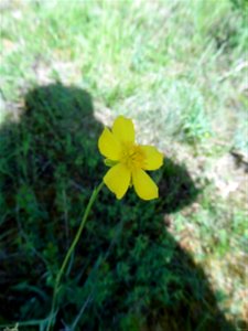 Fumana procumbens (Dunal) Gren. & Godr., 1847