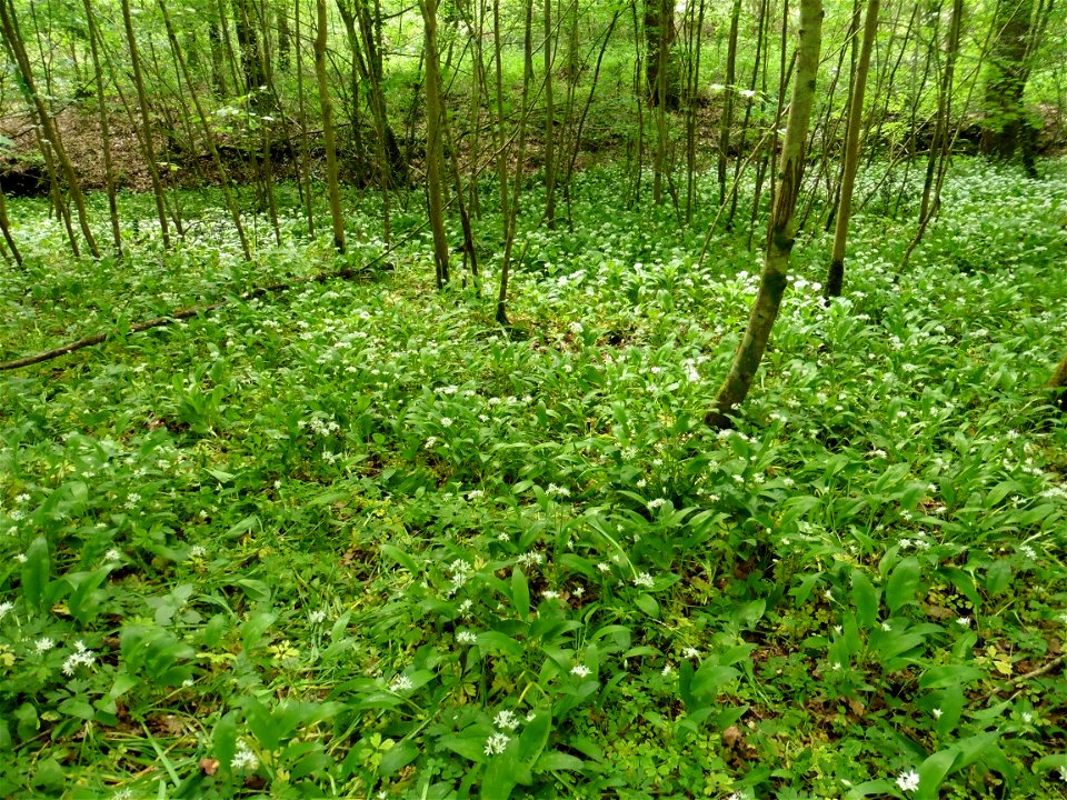 Allium ursinum L., 1753