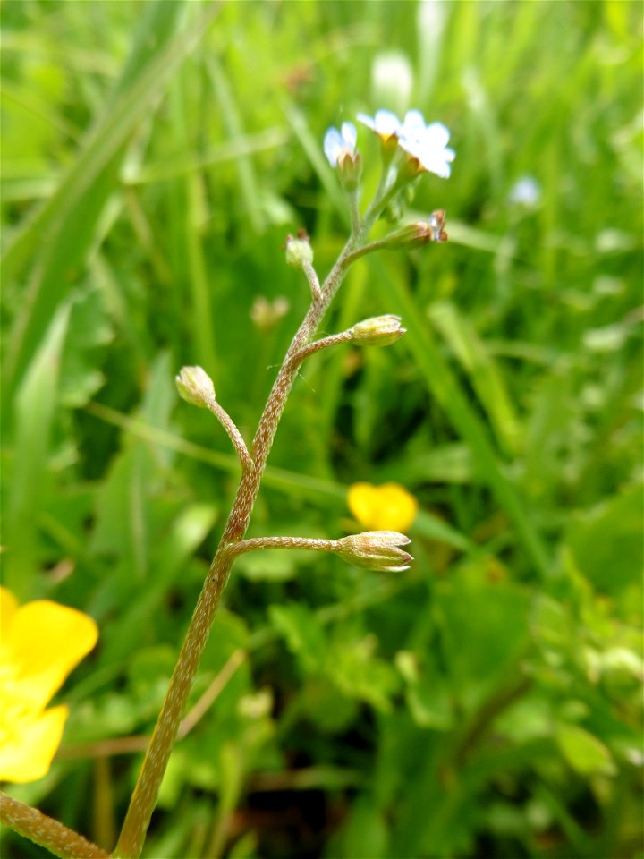Myosotis laxa subsp. cespitosa (Schultz) Hyl. ex Nordh., 1940