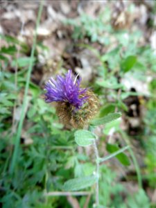 Centaurea pectinata L., 1763